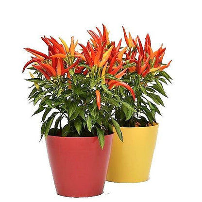 Ornamental Pepper Plant