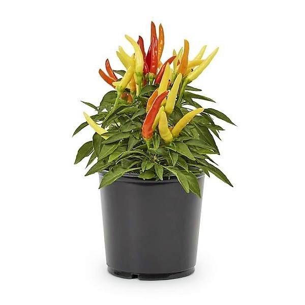 Ornamental Pepper Plant