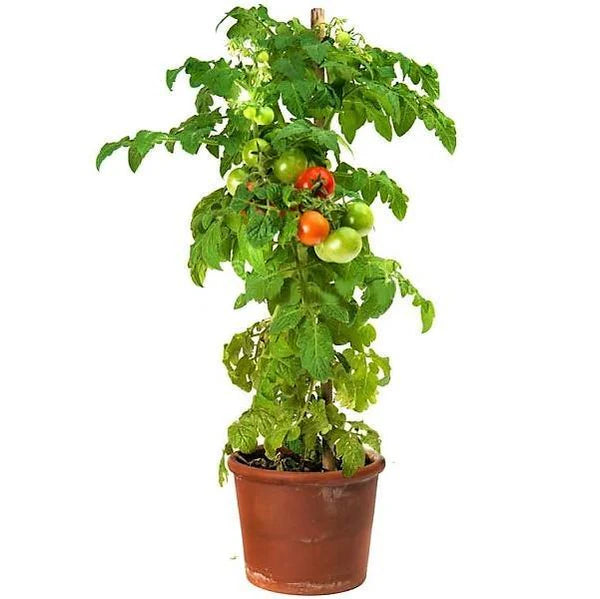 Tomato Plant