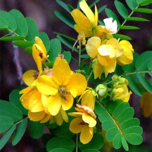 Cassia Bicapsularis, Butterfly bush