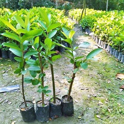 Guava Tree, Psidium Guajava