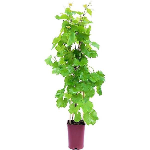 Grapes Vine, Vitis Vinifera, العنب فاين