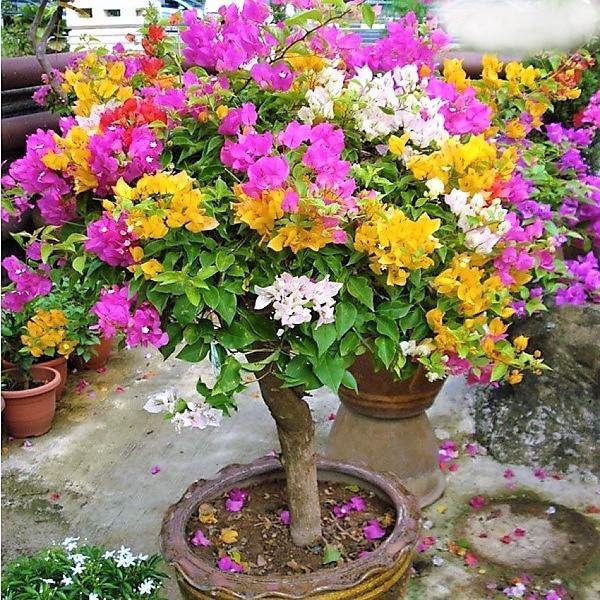 Bougainvillea Multicolor Specimen