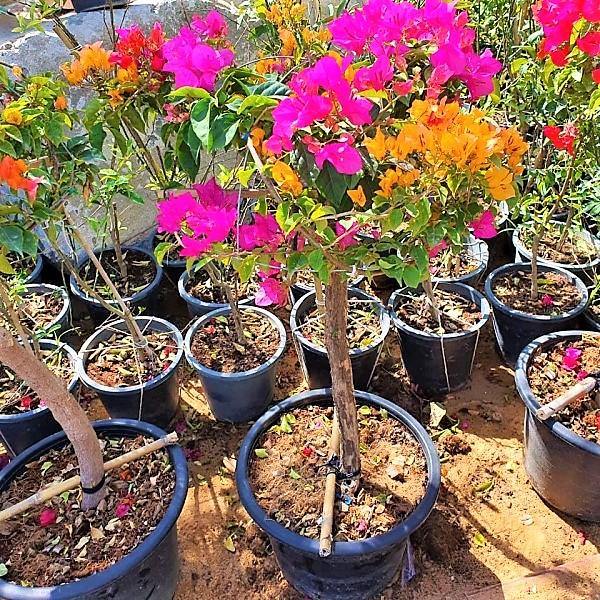 Bougainvillea Multicolor Specimen