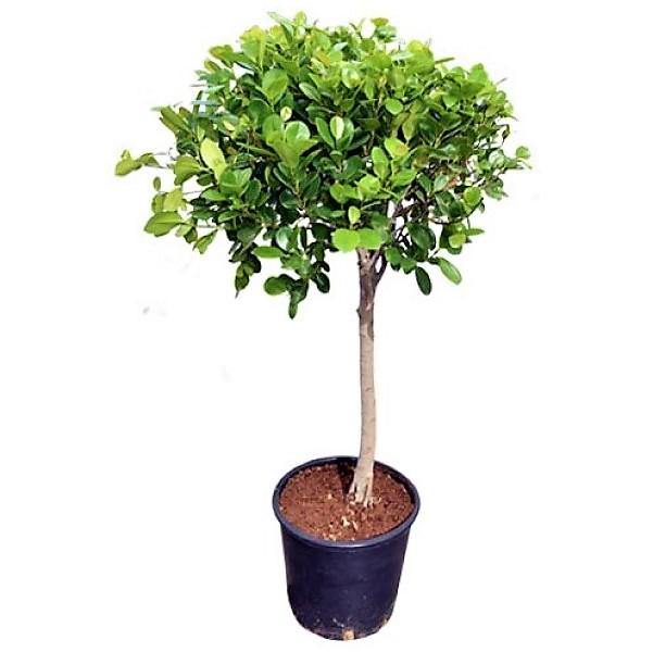 Ficus Diversifolia Single Head