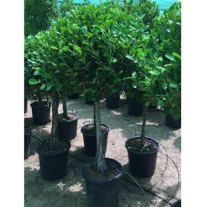 Ficus Diversifolia Single Head