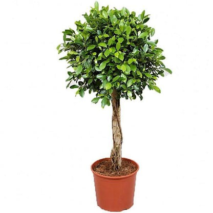 Ficus Diversifolia Rounded