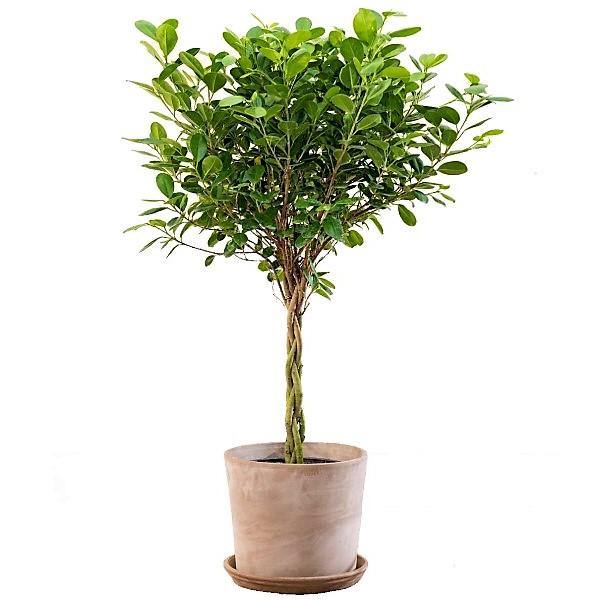 Ficus diversifolia twisted trunk topiary