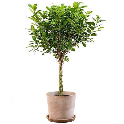 Ficus diversifolia twisted trunk topiary