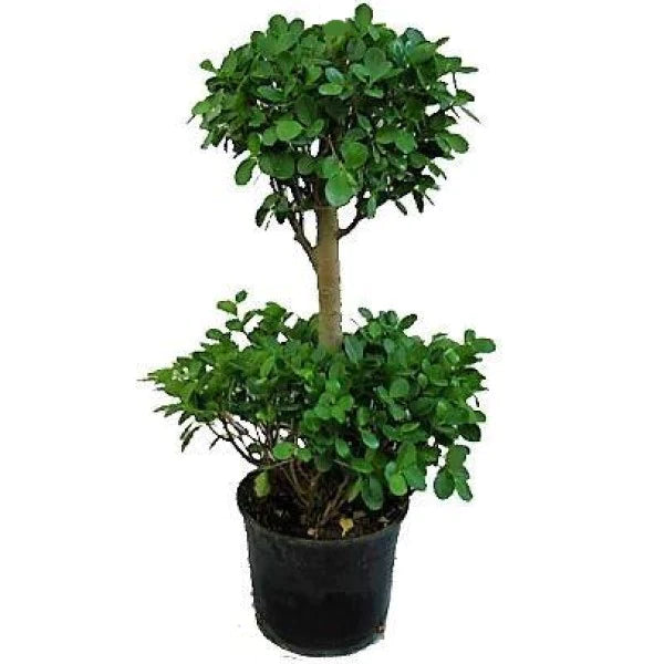 Ficus Diversifolia Two Heads