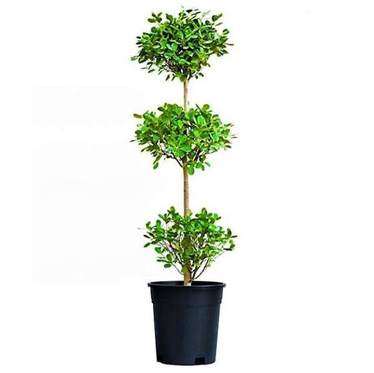 Ficus Diversifolia Three Heads