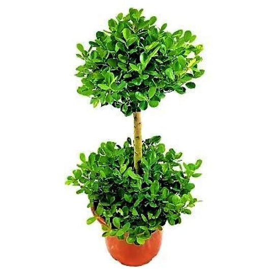 Ficus Diversifolia Two Heads