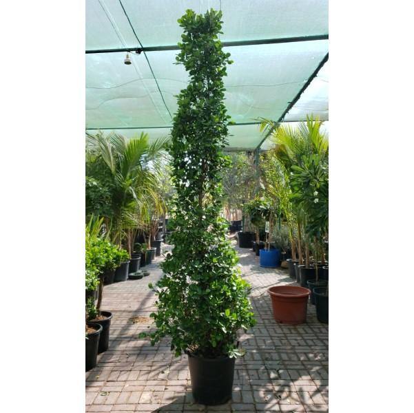 Ficus Diversifolia Cone Shape