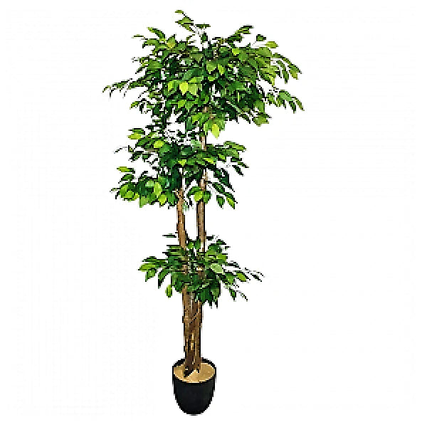 Ficus Multi Head