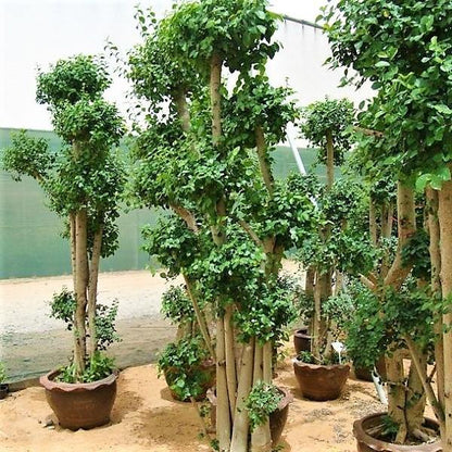 Ficus Multi Head