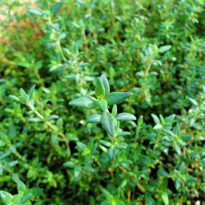 Zaatar Herb Thyme