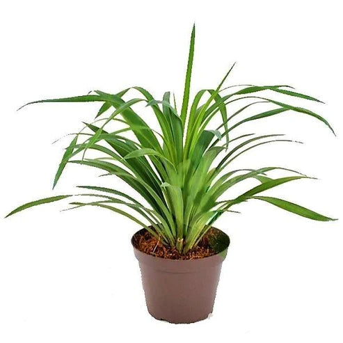 Yucca Desmetiana, Blue Boy