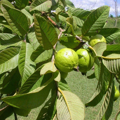 Guava Tree, Psidium Guajava