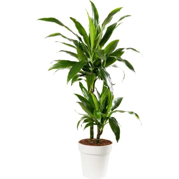 Dracaena fragrans, Janet Craig