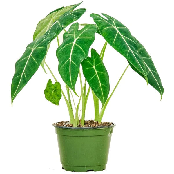 Alocasia Frydek, Green Velvet Alocasia