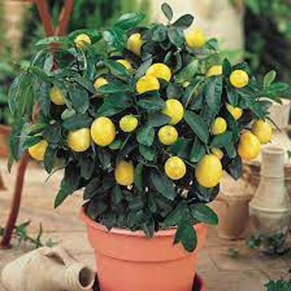 Lemon Tree, Citrus Lemon