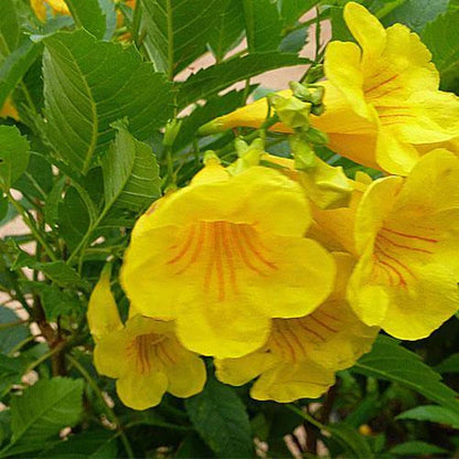 Yellow Bells, Tecoma Stans