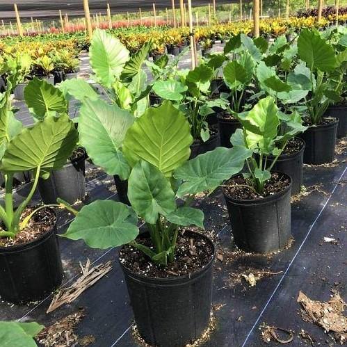 Alocasia Gageana, Elephant Ear, Alocasia California