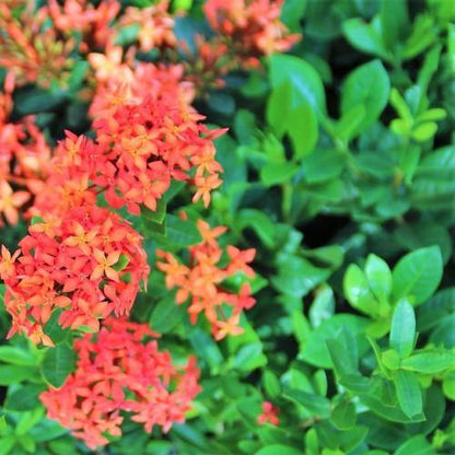 Ixora Different colours