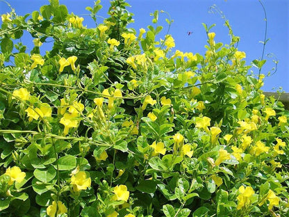 Yellow Bell Climber, Mandevilla Splendens