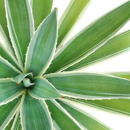 Agave Angustifolia, Caribbean