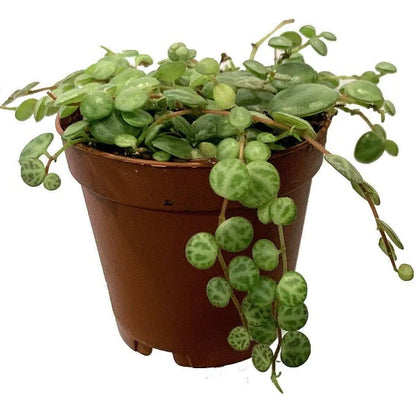 String of Turtles, Peperomia Prostrata