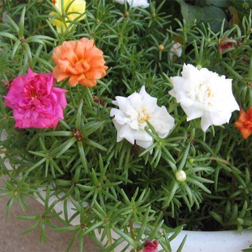 Rose Moss, Portulaca Grandiflora