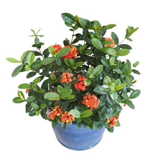 Ixora Different colours