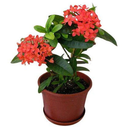 Ixora Different colours