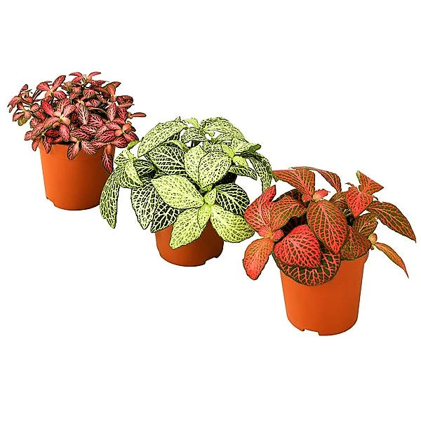 Fittonia , Nerve , Mosaic , Net Plant