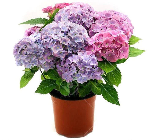 Hydrangea Mix