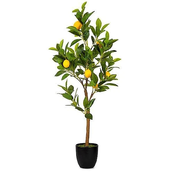 Lemon Tree, Citrus Lemon