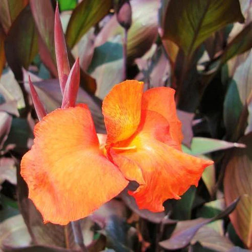 Canna Indica, Purpurea