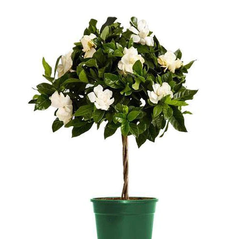 Gardenia Jasminoides, Cape Jasmine