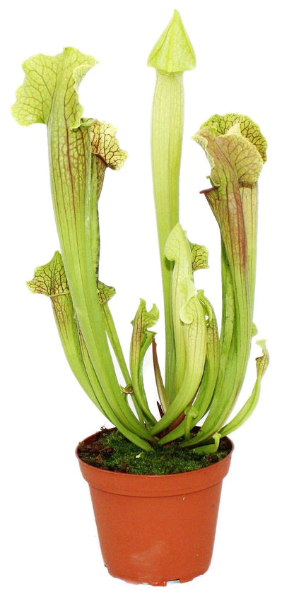 American Pitchers , Sarracenia