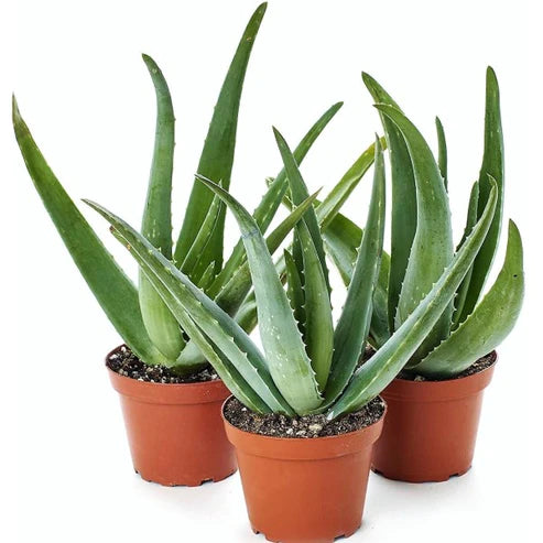 Aloe Vera, Medicina Aloe, Indoor