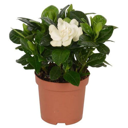 Gardenia Jasminoides, Cape Jasmine