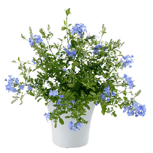 Plumbago Capensis, The Blue Plumbago