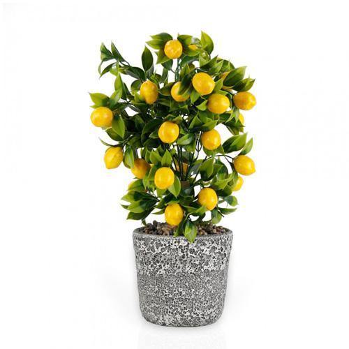 Lemon Tree, Citrus Lemon