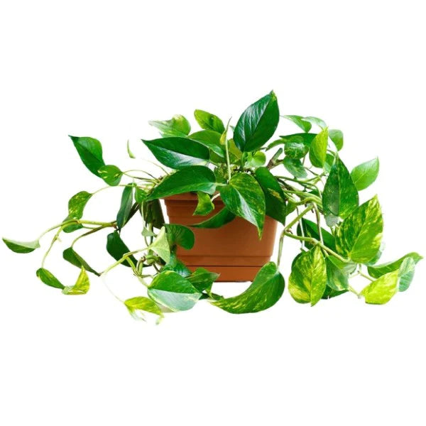 Money Plant, Epipremnum Aureum, Hanging