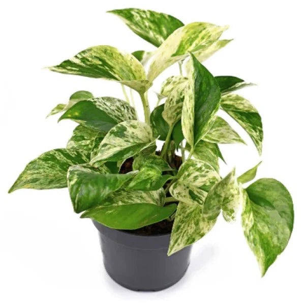 Epipremnum Pinnatum, Marble Queen, Money Plant