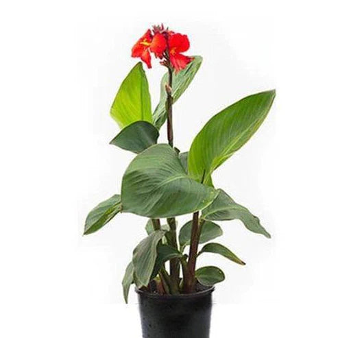 Canna Red