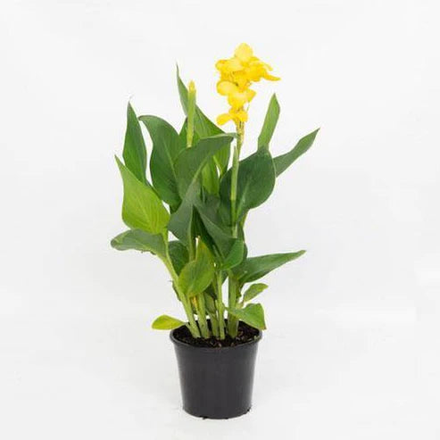 Canna Green