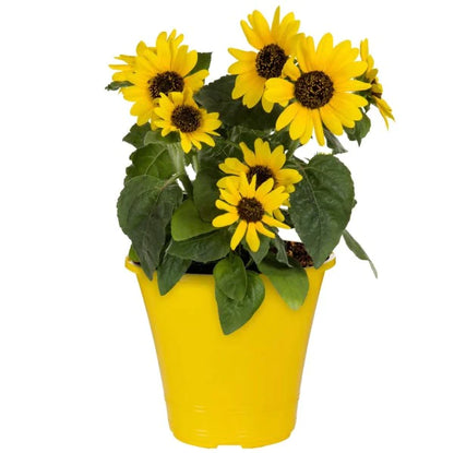 Ornamental Sunflower, Helianthus Annuus