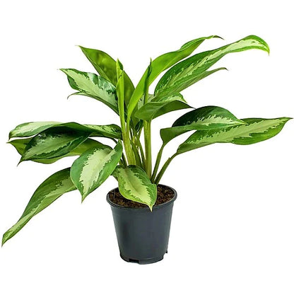 Aglaonema Pattaya Beauty